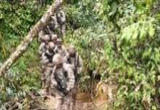 高原林海巡逻路 侠骨柔情戍边人