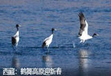 西藏：鹤舞高原迎新春