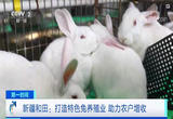 新疆和田：打造特色兔养殖业 助力农户增收