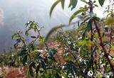 昆明东川:小小花椒树 振兴大产业