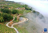 高山果园兴乡村