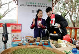 广西三江：春茶开采