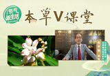 什么是“豆蔻年华”？