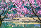 重庆南川：梅花绽放春意浓