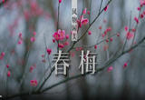 艳阳下的苏州春梅美如画