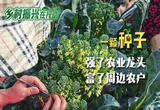 浙江嘉兴：一颗种子，强了农业龙头，富了周边农户