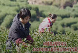 头茬“乌牛早”抢鲜开采 “浙江第一早茶”迎首摘