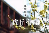 苏州虎丘梅花绽放