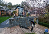 山乡万亩野樱花铺就乡村“共富路”